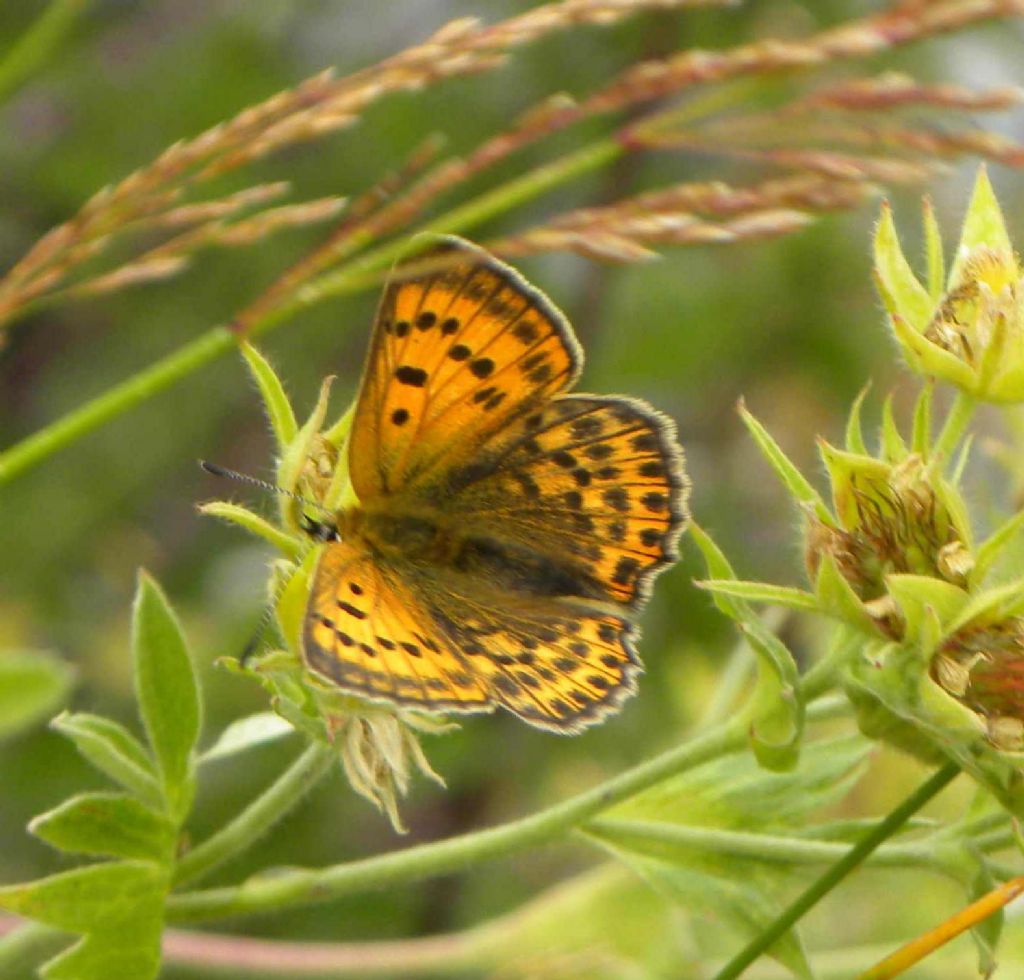 identificazione farfalla